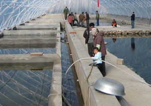 農(nóng)豐8號(hào)水產(chǎn)養(yǎng)殖怎么樣