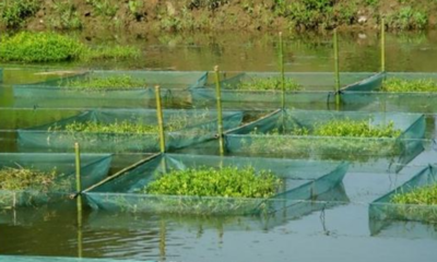 水產(chǎn)良種魚(yú)苗龍蝦加盟
