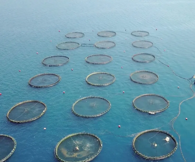 解開(kāi)水產(chǎn)生物生長(zhǎng)品質(zhì)性狀的基因謎題