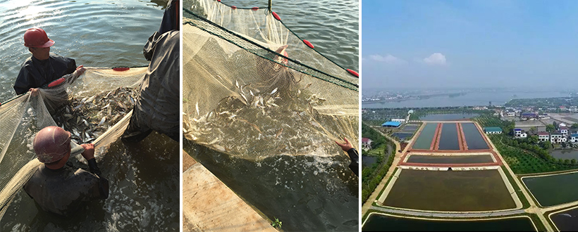 千龍湖鲌魚(yú)養(yǎng)殖基地