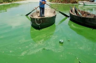警惕 水產(chǎn)養(yǎng)殖池塘一夜變綠魚蝦死亡,誰才是罪魁禍?zhǔn)? />
</span>
<span id=