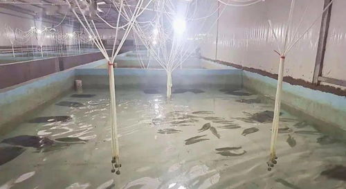 東平傾力打造全國(guó)最大反季節(jié)鱸魚苗種繁育基地