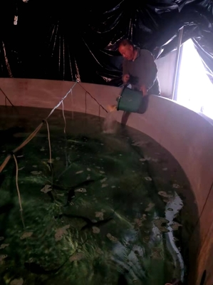 市海洋與漁業(yè)研究院?jiǎn)?dòng)大黃魚(yú)&ldquo;甬岱1號(hào)&rdquo;新品種種苗擴(kuò)繁工作