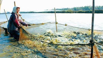 水產(chǎn)養(yǎng)殖專業(yè)畢業(yè)實踐淺談,新生報考的也看下