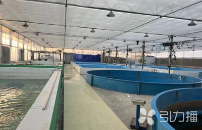 蘇州新增6家水產(chǎn)類省級特色優(yōu)勢種苗中心