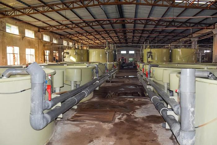 惠州海燕水產(chǎn):高品質(zhì)海水魚(yú)養(yǎng)殖走向內(nèi)陸