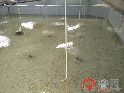 海緣養(yǎng)殖科技:技術(shù)領(lǐng)域樹(shù)品牌 &ldquo;南苗北育&rdquo;模式促發(fā)展