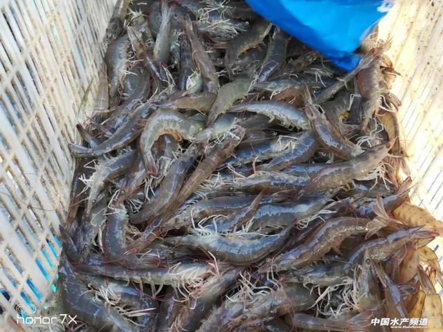 攻克對(duì)蝦養(yǎng)殖難題,養(yǎng)蝦畝利潤(rùn)可超3萬(wàn)元