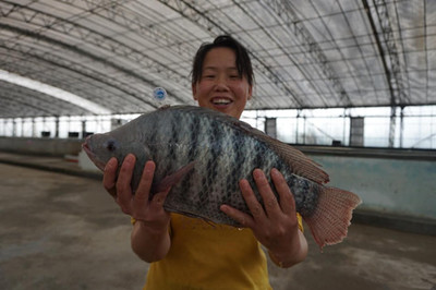 珠海成功研發(fā)生態(tài)羅非魚(yú)養(yǎng)殖技術(shù),每條魚(yú)均有&ldquo;身份證&rdquo;