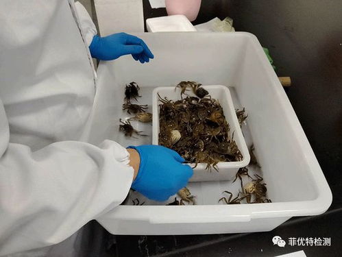 你負(fù)責(zé)水產(chǎn)養(yǎng)殖,我們負(fù)責(zé)病害檢測 菲優(yōu)特降低各類水產(chǎn)養(yǎng)殖風(fēng)險