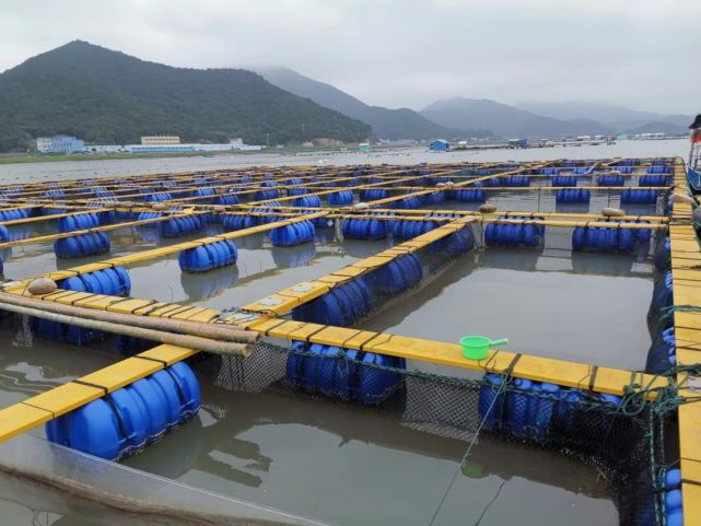 【關(guān)注】國內(nèi)首家!象山漁企獲評國家級岱衢族大黃魚良種場