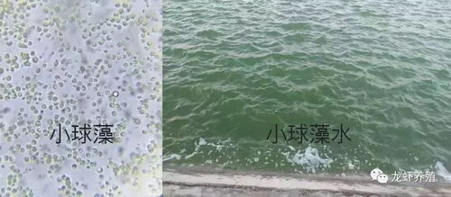 2018水產(chǎn)養(yǎng)殖事半功倍,掌握好培藻技術很重要