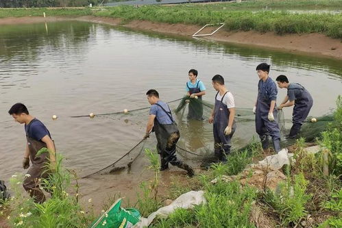 課程開到生產線,校企攜手共育現代養(yǎng)殖技術人才