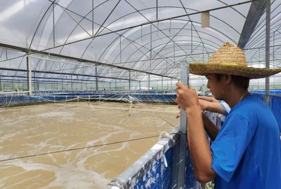 三名80后投資帆布工廠化養(yǎng)蝦,不換水、零排放,畝產3300斤!
