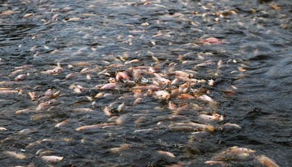 海口美蘭:農業新質生產力澆開鄉村振興之花