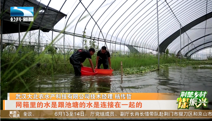 荊楚鄉村謀振興 | 湖北本土茄子是如何走向全國?