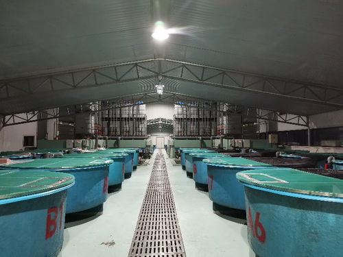 浙江省淡水水產(chǎn)研究所疫情防控期間技術(shù)指導(dǎo)手冊八 光唇魚養(yǎng)殖管理技術(shù)