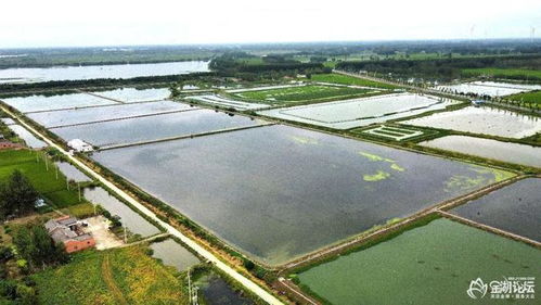 金湖論壇網友 看水產養殖采風活動之 走近 金湖農科家庭農場