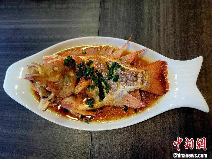 海口探索&ldquo;咸淡水紅鯛魚&rdquo;養殖新賽道 市場供不應求