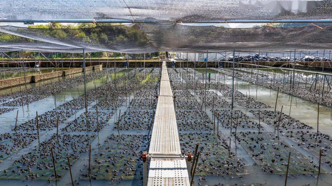 國家種業陣型企業丨中洋集團助力河鲀、蛙類&ldquo;破難題&rdquo;