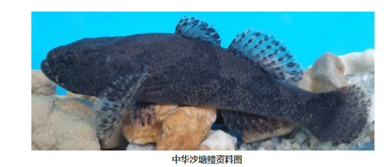 湖北省成功繁育6種長(zhǎng)江野生魚(yú)苗,長(zhǎng)江刀魚(yú)苗已達(dá)3萬(wàn)多尾!