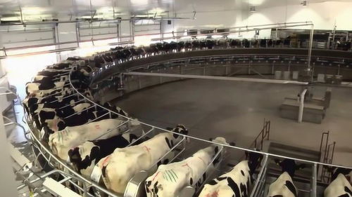 國(guó)外現(xiàn)代化養(yǎng)牛工廠,難怪養(yǎng)出來的牛肉這么貴,太先進(jìn)了