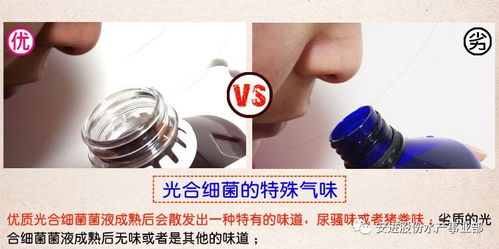 光合細菌在水產(chǎn)養(yǎng)殖上的應用小結