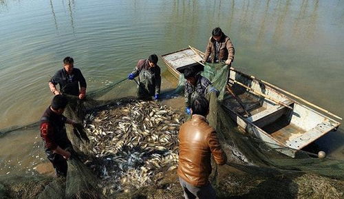 淺談水產(chǎn)養(yǎng)殖技術的應用