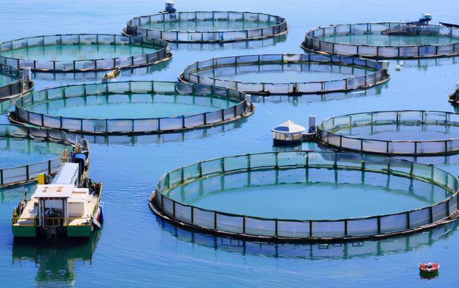 湖北依琪農(nóng)研:生態(tài)甲魚養(yǎng)殖技術的創(chuàng)新實踐與產(chǎn)業(yè)升級