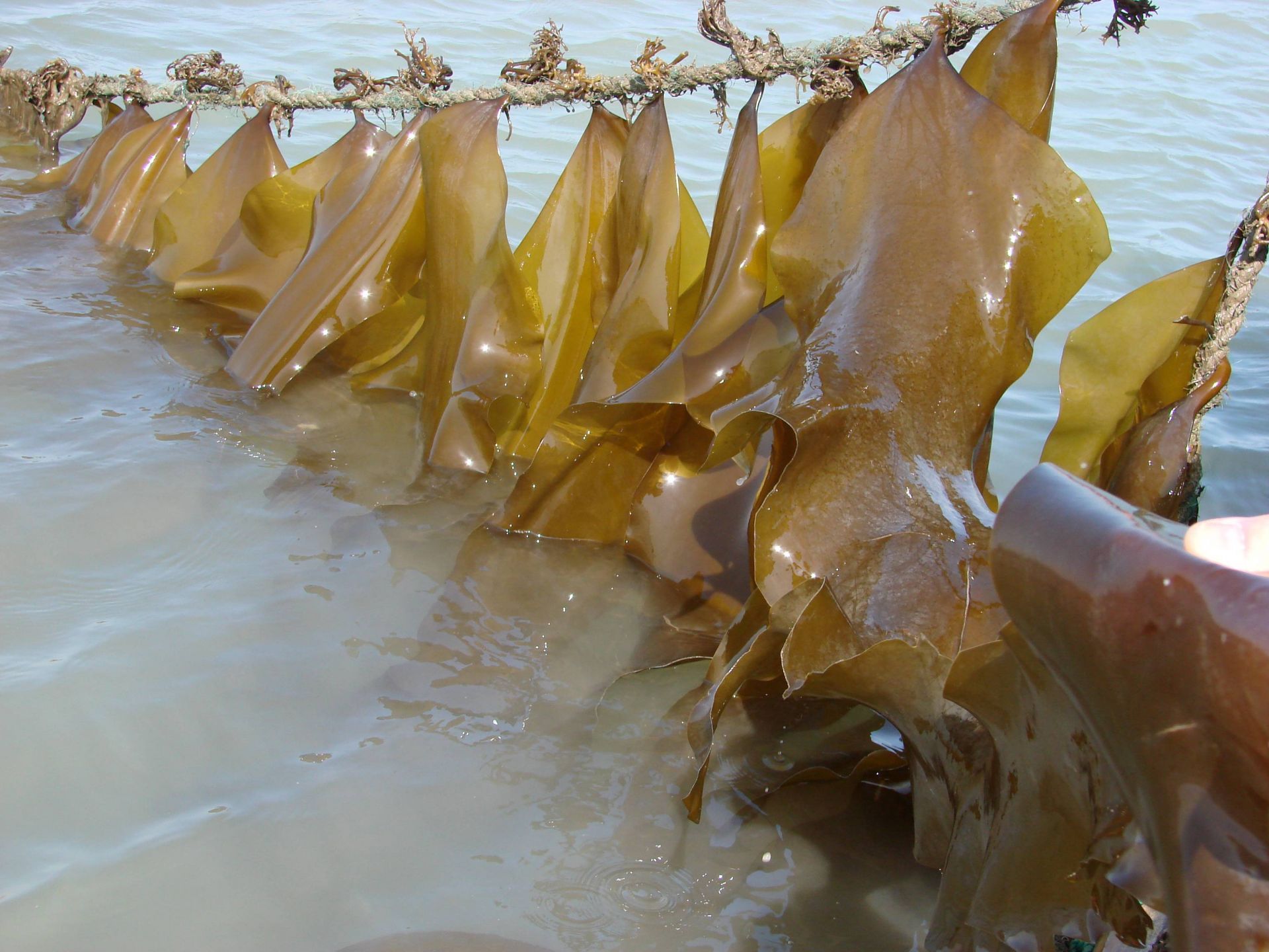 探秘海藻世界 全國(guó)海帶養(yǎng)殖起源青島，新品種誕生與農(nóng)家樂(lè)觀(guān)光服務(wù)