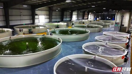 活魚(yú)游出新天地 湖南設(shè)施漁業(yè)引領(lǐng)高質(zhì)量發(fā)展與農(nóng)家樂(lè)休閑觀(guān)光服務(wù)