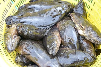 銀海區(qū)石斑魚(yú)豐收季 金虎、龍膽珍珠組團(tuán)來(lái)“報(bào)到”，推動(dòng)水產(chǎn)養(yǎng)殖技術(shù)新發(fā)展